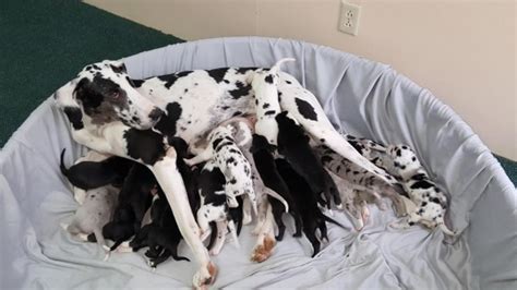 Our goal is to create a safe and engaging place for users to connect over interests and passions. Their Dog Starts Giving Birth, But What Happens Is Absolutely STUNNING « Paw My Gosh