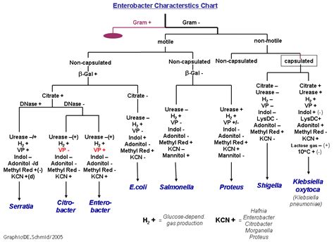 Gram Negative Identification Flow Chart They Are All Gram Negative