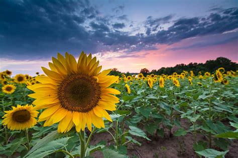 Hd Wallpaper Sunflowers Field Sunset Summer Evening Sky Clouds