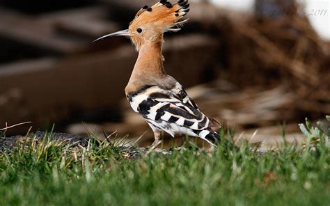 Joe Pender Wildlife Photography Hoopoe