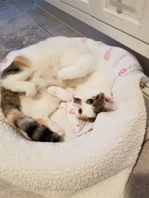 Pin on Pets & Pet Stuff