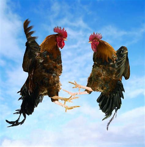 Two Fighting Roosters In Mid Air Fighting Rooster Rooster Beautiful Chickens