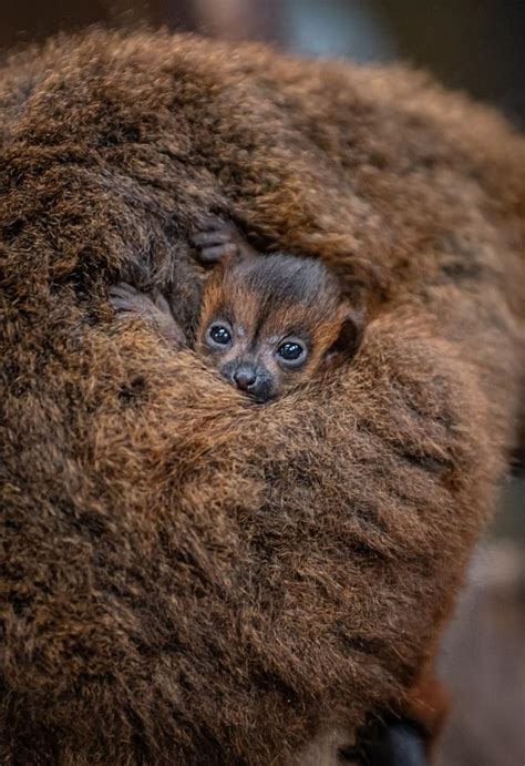 ‘absolutely Tiny Twin Red Bellied Lemurs Born At Chester Zoo