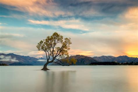 That Lake Wanaka Tree New Zealand 3000×2000 Wallpaperable