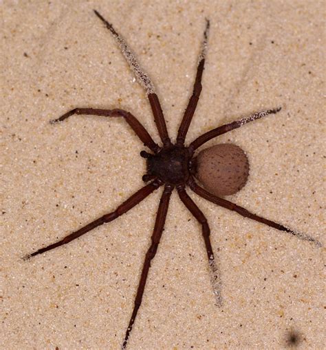 Sicarius Terrosus Aka 6 Eyed Sand Spider The Spider Who Couldnt Hide