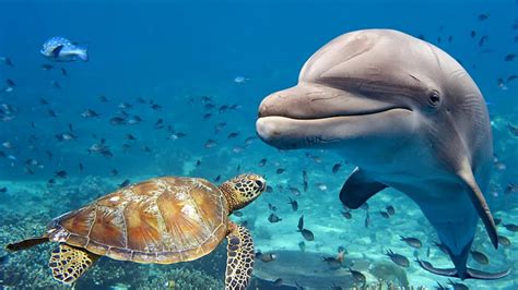 Online Crop Hd Wallpaper Sea Turtle Marine Biology Ecosystem Marine Mammal Water