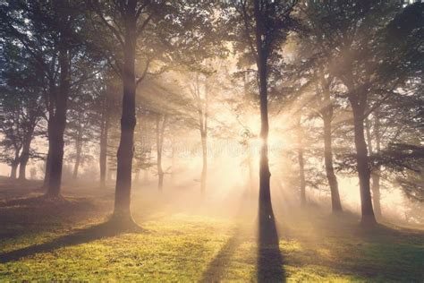 Morning Sun Rays On Forest Stock Image Image Of Foggy 76208085