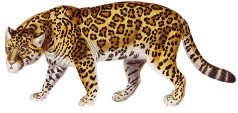 Download Jaguar Png Free Transparent Png Images Icons