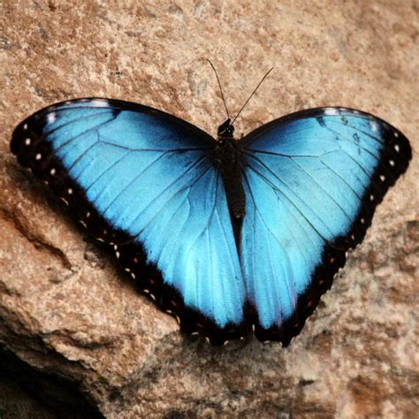 Male Blue Morpho Butterfly Pic 4 Biological Science