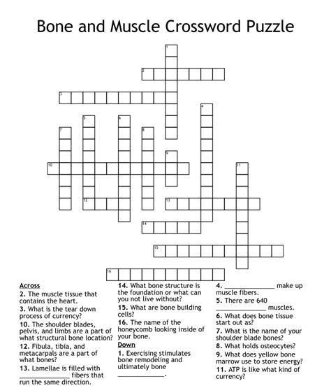 Bone And Muscle Crossword Puzzle Wordmint