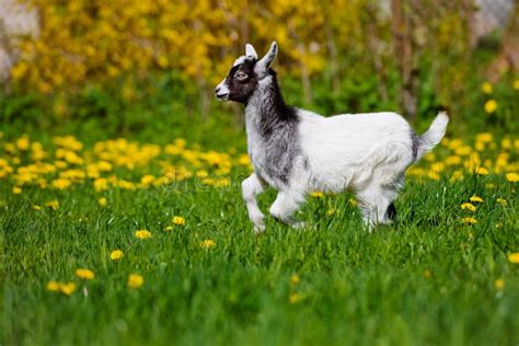 Adorable Goat Kid Running Outdoors Stock Image Image Of Green
