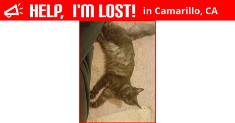 Lost Cat Camarillo California Sincline