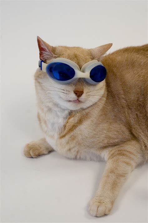 22 Photos Cute Cats With Sunglasses Top Dreamer