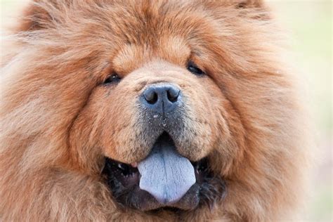 63 Picture Of A Chow Chows Tongue L2sanpiero
