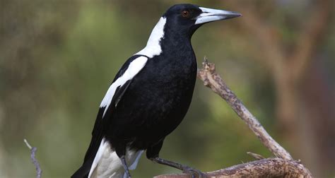Australias Most Popular Bird Has Been Named Thats Life Magazine