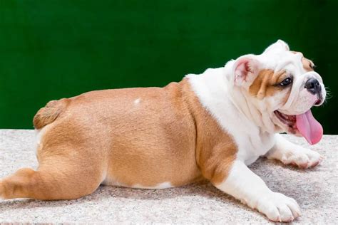 Why Does My English Bulldog Have Bald Spots 8 Causes And Easy Solutions