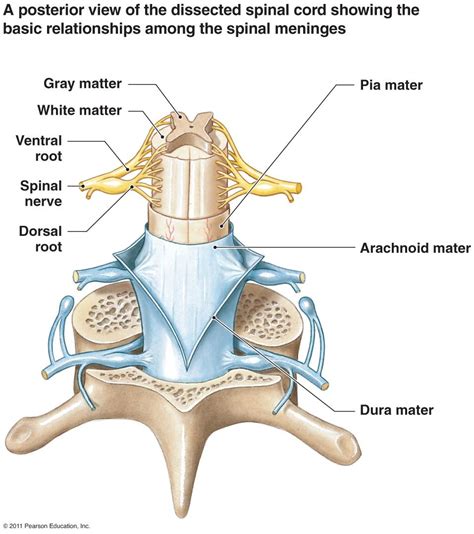 Spinal Cord Spinal Medical Illustration