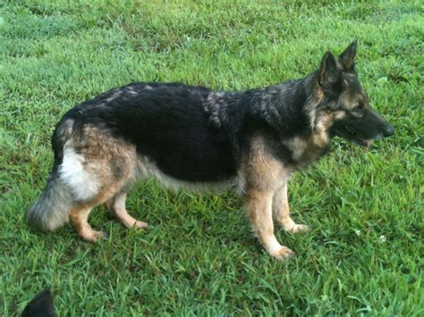 Vom Liebs Basa Madchen Calico Junction Long Coat German Shepherds