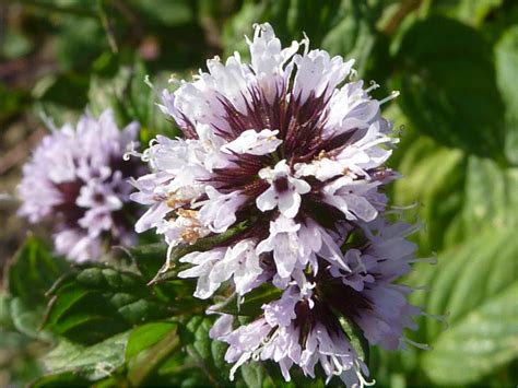 Mentha × Piperita Peppermint World Of Flowering Plants