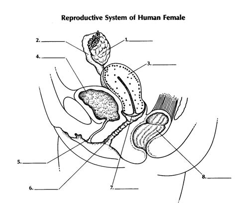 Female Reproductive System Diagram Labeled Beautiful Reproductive