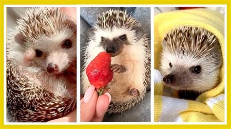😍 Cute Funny Hedgehogs Tiktok Cute Moments Of The