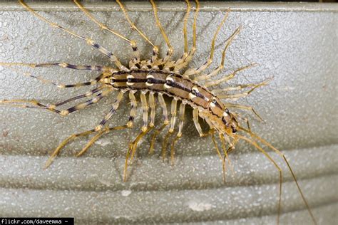 Scorpions thrive in the type of climate that the state provides and tend to be found mostly in the southern parts of arizona. Does Hawaii have poisonous snakes or spiders? (home ...