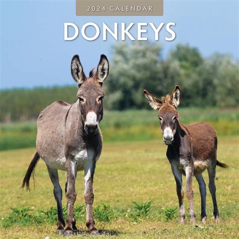 Donkeys 2024 Wall Calendar Brand New 73481 For Sale Celebrity Carsz