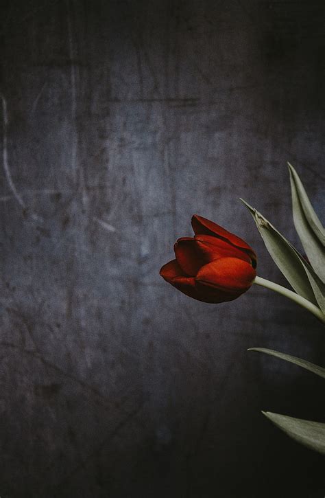 Flower Wallpaper Hd Tulip Best 500 Tulip Pictures Hd Download Free