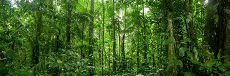 Tropical Forests Absorb More Co2 Than Previously Believed Redorbit