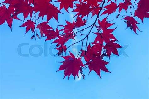 Red Maple Leaves Stock Image Colourbox