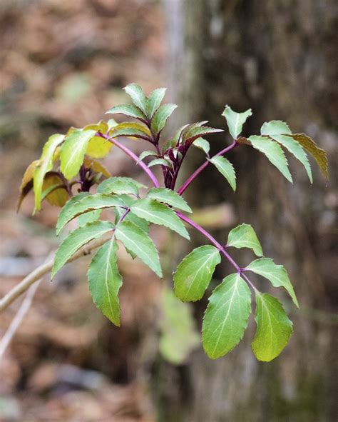 Elderberry Leaf Problems What To Do For Elderberry Leaves Turning