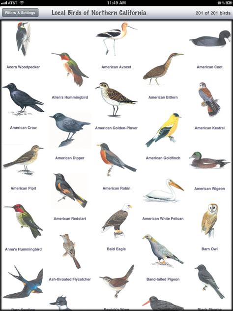 Bird In Everything Birds Of The Northeast Identification