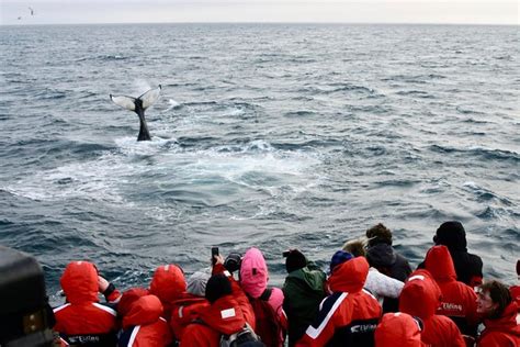 Winter Whale Watching And Northern Lights Cruise Combo From Reykjavik