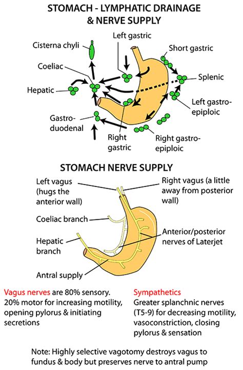 Instant Anatomy Abdomen Vessels Lymphatics Stomach Lymphatics