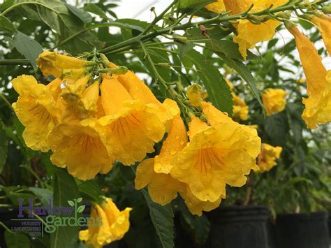 We're on a roll with the state parks (well, we've got some nice ones here in arizona!) this one is just a stone's throw from tucson, at the base. Tecoma Yellow Bells - Harlow Gardens