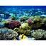 Coral Reef Wallpaper Free HD Backgrounds Images Pictures