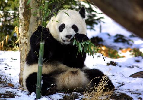 National Zoos Giant Panda Mei Xiang Gives Birth Ibtimes