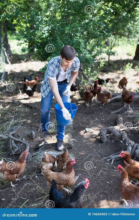Man Farmer Giving Feeding Stuff To Chickens Stock Image Image Of Happy Male 74660403
