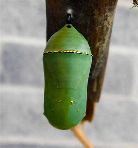 Raising Monarchs Part 3 The Chrysalis And The Butterfly Doctor B