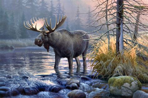 Wildlife Backgrounds For Desktop Images