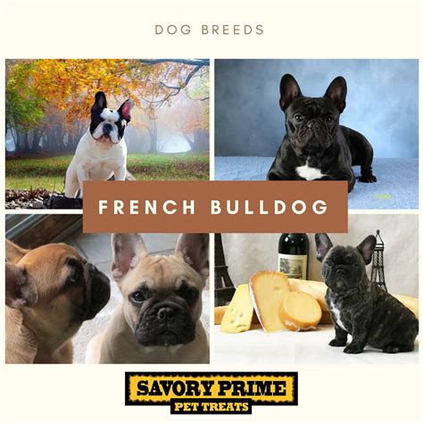 Mini french bulldog puppies for sale go for mini french bulldog puppies for sale and breeders in your area and helpful french bulldog information. French Bulldog | Savory Prime Pet Treats