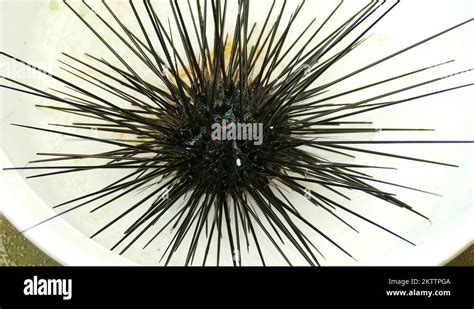 Edible Sea Urchins Stock Videos And Footage Hd And 4k Video Clips Alamy