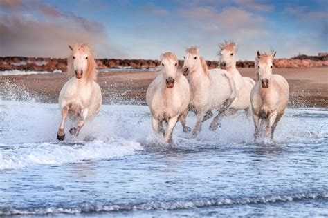 White Horses Galloping On The Beach Photo Premium Download