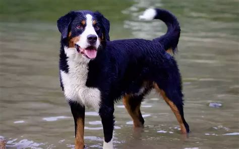 Mini Bernese Mountain Dog Size Facts Personality Price And More