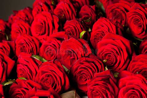 Many Red Roses Stock Image Image Of Fragrant Floral 51439617