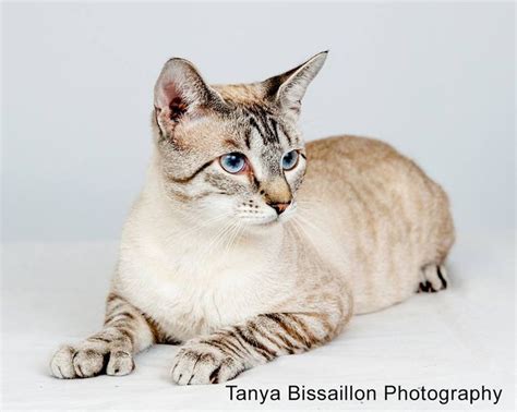 228 best LOVE Lynx Point Siamese! images on Pinterest