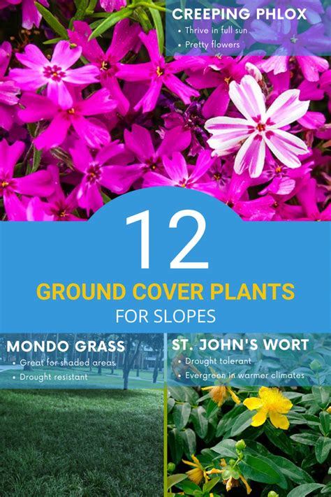 The 12 Best Ground Cover Plants For Slopes Essential Home And Garden