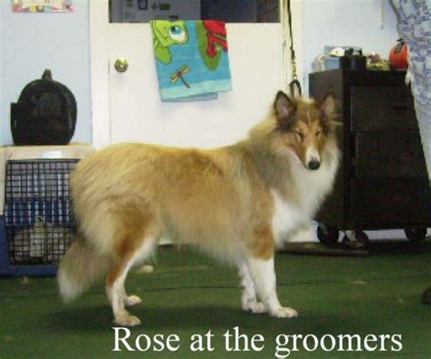 Lassie Collie Dog Breeders In Mo