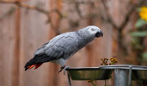 Facts About African Grey Parrots Brilliant And Endangered Birds