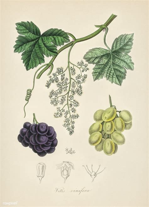 Common Grape Vine Vitis Vinifera Illustration From Medical Botany